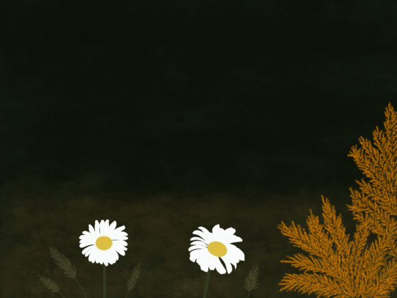Download White Daisies - White daisies Collection