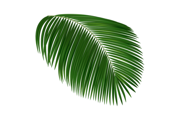 Download Realistic Tropical Leaf. Palm Tree Folia - Premium Resources