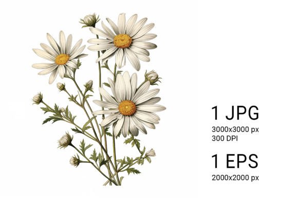 Download White Daisies on White Background - White daisies Collection