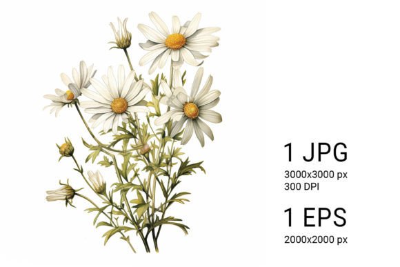Download White Daisies on White Background - White daisies Collection