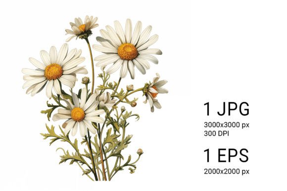 Download White Daisies on White Background - White daisies Collection
